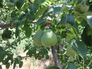 photo thumbnail #13