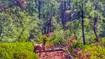 photo thumbnail #7