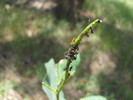 photo thumbnail #13