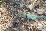 photo thumbnail #4