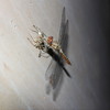 photo thumbnail #11