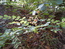 photo thumbnail #1
