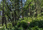 photo thumbnail #5