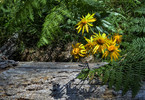 photo thumbnail #6