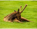 photo thumbnail #14