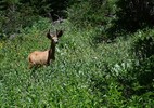 photo thumbnail #13