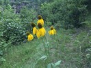 2016-08-13 :1: Lower Barbershop - East CC Loop :: rayhuston