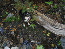 photo thumbnail #1