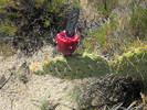 photo thumbnail #5