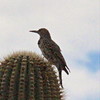 photo thumbnail #4