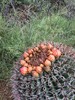 photo thumbnail #3