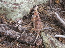 photo thumbnail #4