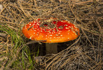 photo thumbnail #14