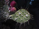 photo thumbnail #2