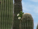 photo thumbnail #12