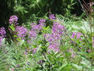 photo thumbnail #15