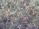 2016-08-21 :2: Superstition Peak 5024 - Siphon Draw :: wallyfrack