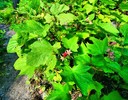 photo thumbnail #5