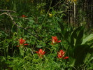 photo thumbnail #5