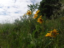 photo thumbnail #6