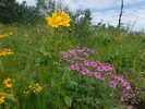 photo thumbnail #15