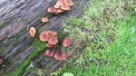 photo thumbnail #13