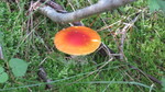 photo thumbnail #14