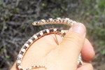 photo thumbnail #3
