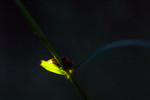 photo thumbnail #6