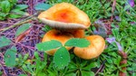photo thumbnail #4
