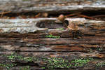 photo thumbnail #10
