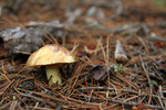 photo thumbnail #7