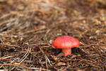 photo thumbnail #12