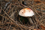 photo thumbnail #15
