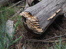 photo thumbnail #4