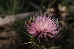 photo thumbnail #1