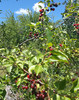 photo thumbnail #3