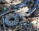 photo thumbnail #5