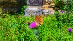 photo thumbnail #4