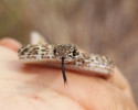 photo thumbnail #1