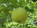 photo thumbnail #4