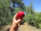 photo thumbnail #6