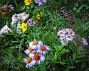 photo thumbnail #9