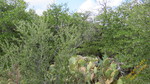 photo thumbnail #15