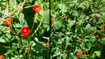 photo thumbnail #7