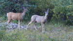 photo thumbnail #10