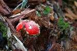 photo thumbnail #13