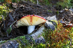 photo thumbnail #9