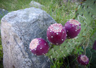 photo thumbnail #11