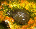 2016-09-10 :2: Metate Trail - Spur Cross :: gummo